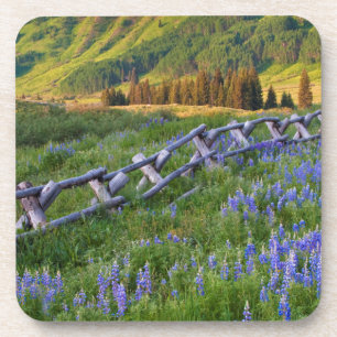 Porta-copo EUA, Colorado. Lupinos e cerca de trilhos dividido