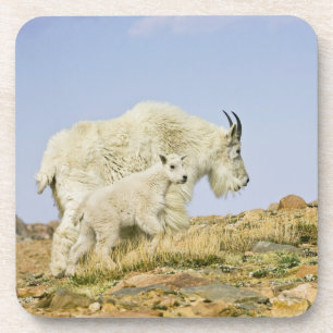 Porta-copo EUA, Colorado, Montanhas Rochosas, Monte Evans,