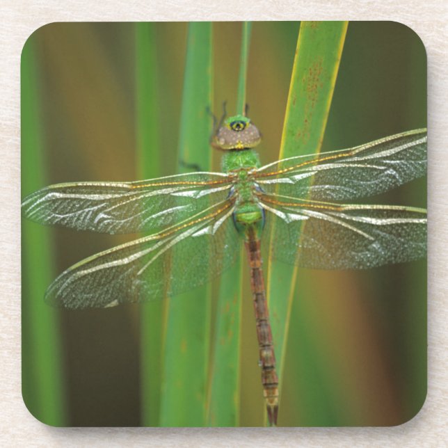 Porta-copo EUA, Geórgia. Dragonfly verde-escuro nas sementes (Frente)