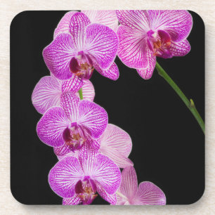 Porta-copo EUA, Geórgia, Savannah, Agrupamento de Orquídeas 2