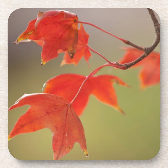 Porta-copo EUA, Kansas, Folhas Vermelhas Em Queda Inicial (Frente)