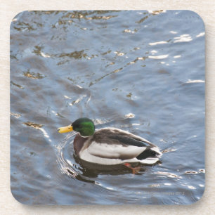 Porta-copo EUA, Maine, Camden, pato do pato selvagem no lago