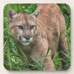 Porta-copo EUA, Minnesota, arenito, animais selvagens 18 de
