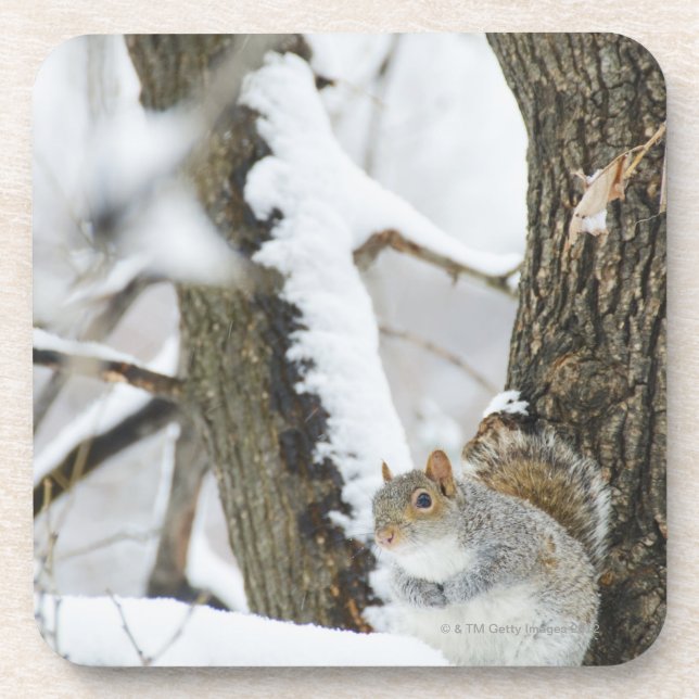 Porta-copo EUA, New York, Nova Iorque, assento do esquilo (Frente)