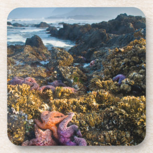 Porta-copo EUA, Oregon. Estrelas-do-mar