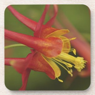 Porta-copo EUA, Oregon, Portland. Fecho da columbina