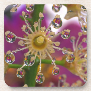 Porta-copo EUA, Oregon, Portland. Flores de Cosmos refletem e
