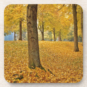 Porta-copo EUA, Oregon, Portland. Linden Trees Americanas