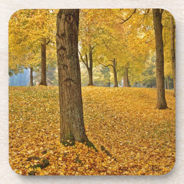 Porta-copo EUA, Oregon, Portland. Linden Trees Americanas (Frente)