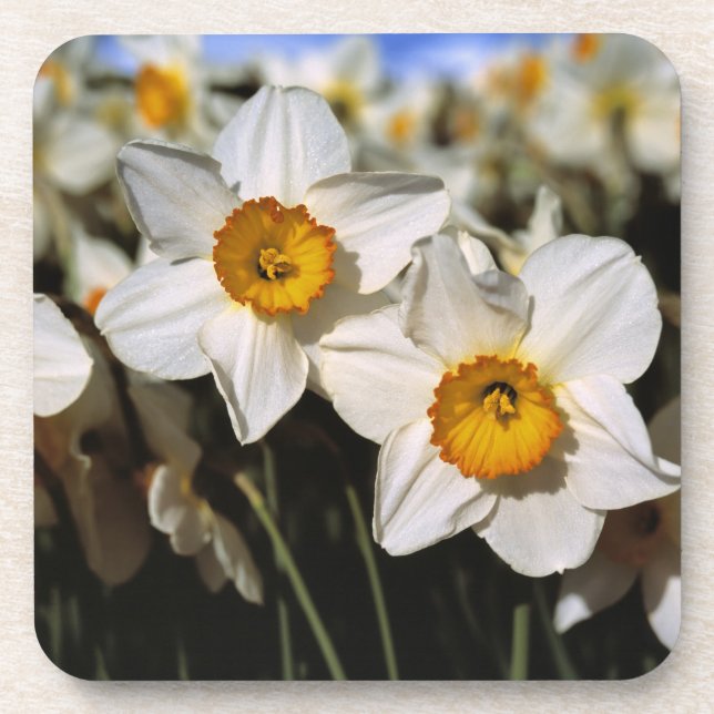 Porta-copo EUA, Oregon, Vale do Willamette. Narcisos (Frente)