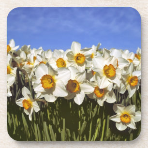 Porta-copo EUA, Oregon, Vale do Willamette. Os narcisos cresc