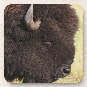 Porta-copo EUA, South Dakota, bisonte americano (bisonte) do