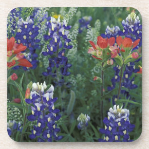 Porta-copo EUA, Texas Hill Country. Bluebonnets e