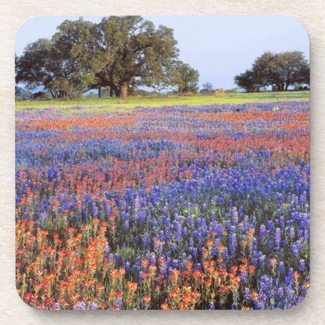 Porta-copo EUA, Texas, Llano. Bluebonnets e redbonnets (Frente)
