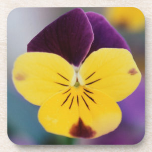 Porta-copo EUA, Utah, Close-Up de Viola tricolor no jardim