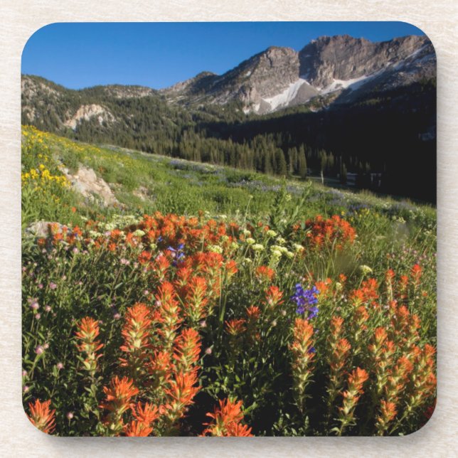 Porta-copo EUA, Utah, Floresta Nacional Uinta-Wasatch-Cache (Frente)