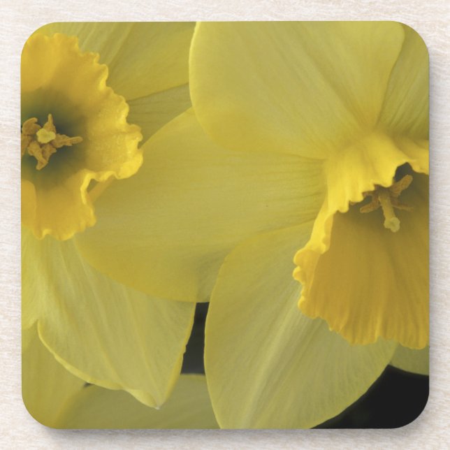 Porta-copo EUA, Utah, Narcisos de Cache Valley (Frente)