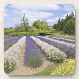 Porta-copo EUA, WA, Sequim, Purple Haze Lavender Farm