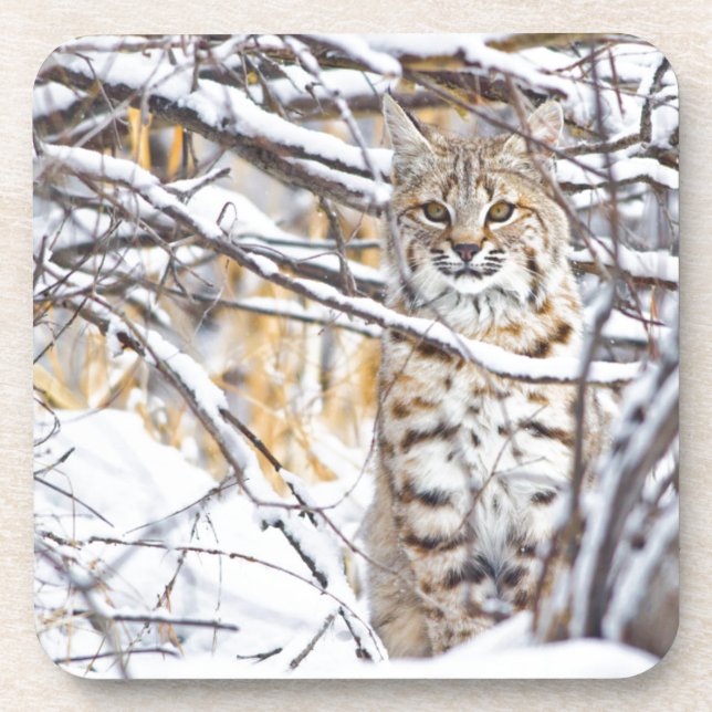 Porta-copo EUA, Wyoming, Bobcat (Frente)