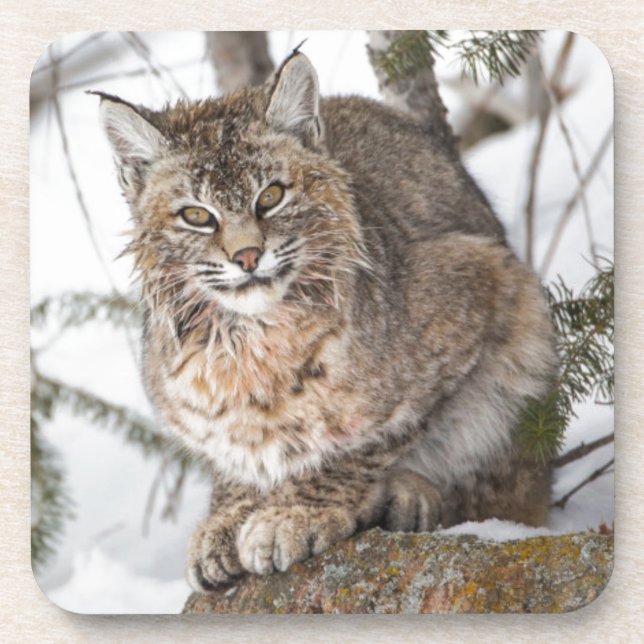 Porta-copo EUA, Wyoming, Parque Nacional Yellowstone, Bobcat (Frente)
