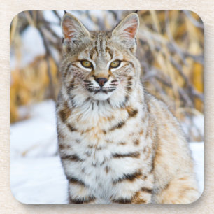 Porta-copo EUA, Wyoming, Retrato de Lince