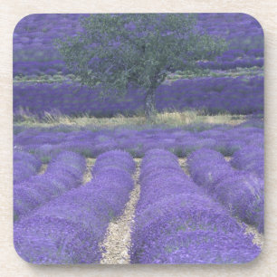 Porta-copo Europa, França, Provença, Sault, Campos de lavanda