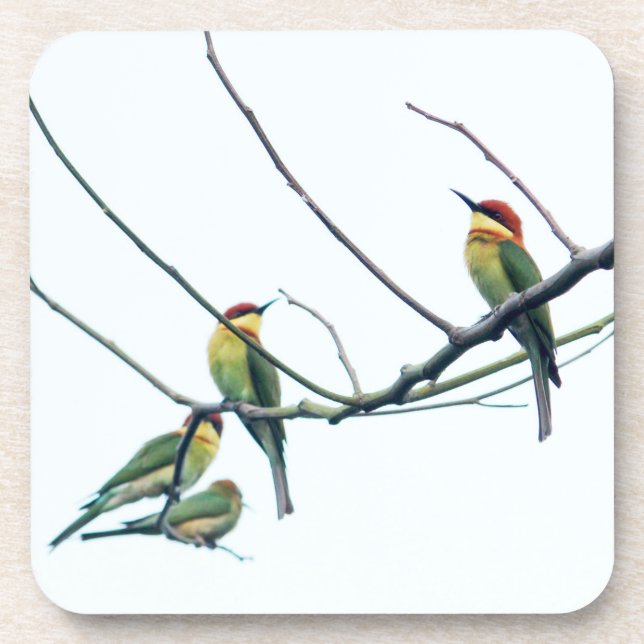 Porta-copo Exotic Indian kerala Bee-Eater Birds on Branch (Frente)