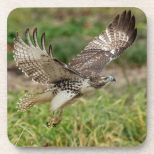 Porta-copo Falcão-de-cauda-vermelha imaturo