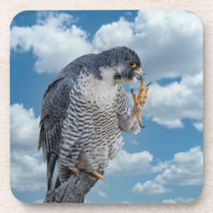 Porta-copo Falcão Peregrine ao longo do rio Hudson