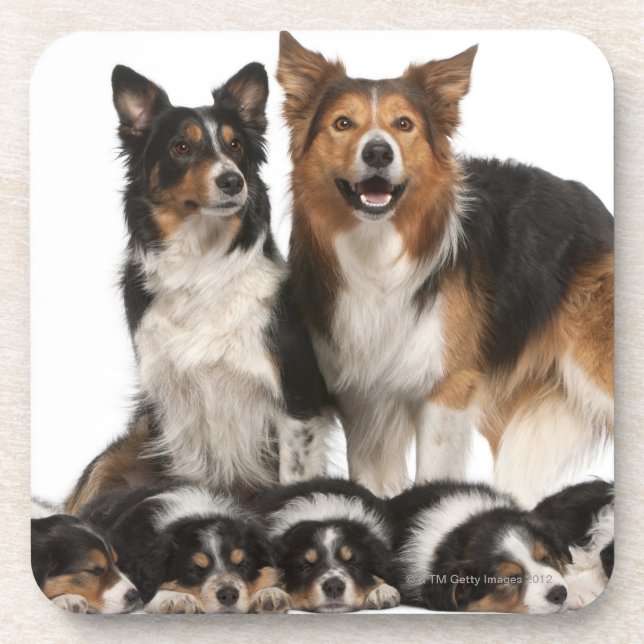 Porta-copo Família de border collie (Frente)