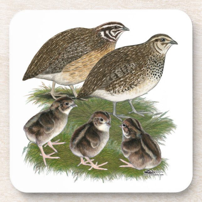 Porta-copo Família de Codorniz Coturnix (Frente)