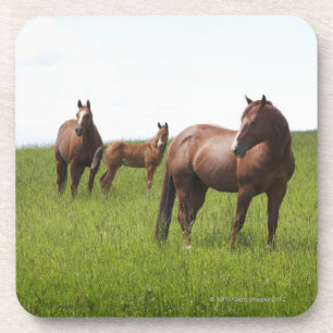 Porta-copo Família do cavalo no campo