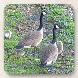 Porta-copo Família Geese Canadense