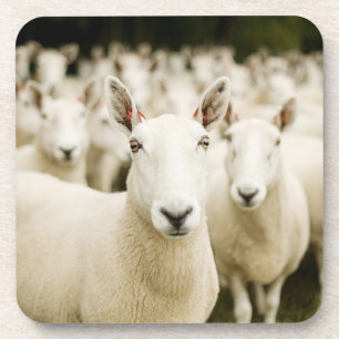 Porta-copo Farms Herd of Sheep