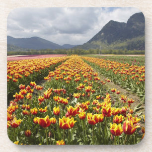 Porta-copo Fazenda de Tulipas perto de Agassiz, Colúmbia Brit