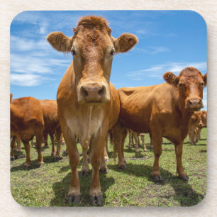 Porta-copo Fazendas   Castanho