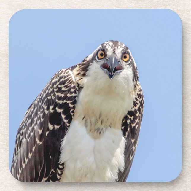 Porta-copo Fechamento de um Osprey Juvenil (Frente)