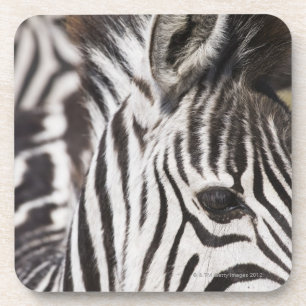 Porta-copo Feche acima da zebra