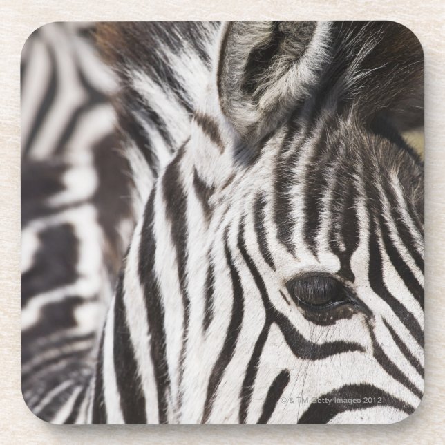 Porta-copo Feche acima da zebra (Frente)