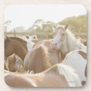 Porta-copo Feche acima de um rebanho dos cavalos