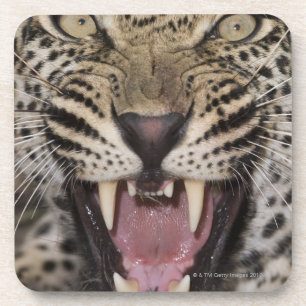 Porta-copo Feche acima do leopardo que rosna
