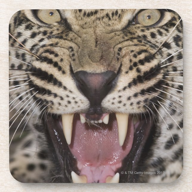 Porta-copo Feche acima do leopardo que rosna (Frente)