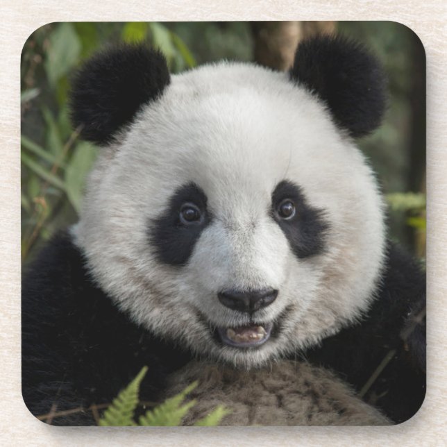 Porta-copo Feliz panda jovem, China (Frente)