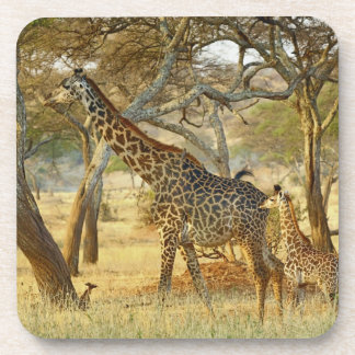 Porta-copo Fêmea adulta e Girafa juvenil, Giraffa