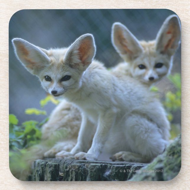 Porta-copo Fennek (zerda) W�_stenfuchs do Vulpes, Fennec (Frente)