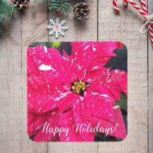 Feriado Floral de Poinsettia Variegada Vermelha