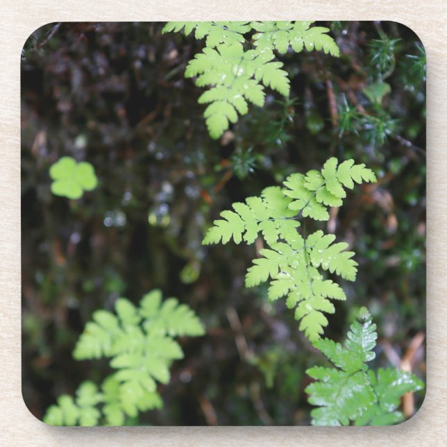 Porta-copo Ferns - (Frente)