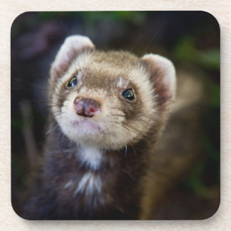 Porta-copo Ferret