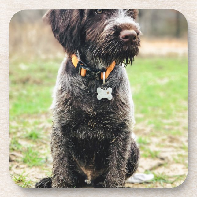 Porta-copo Filhote de cachorro apontar Griffon Wirehaired (Frente)