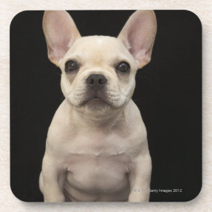 Porta-copo Filhote de cachorro colorido creme do buldogue